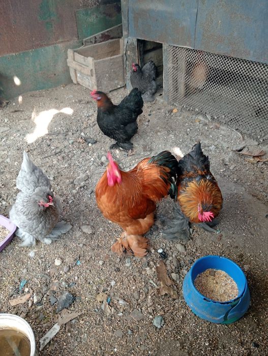 Продам петухов карликовой породи