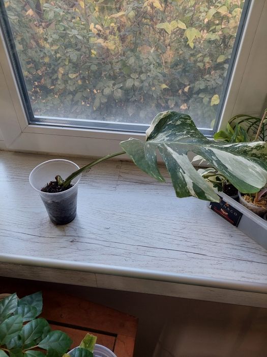 Монстера Альба варієгатна. Monstera Albo.