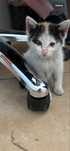 Kotek do adopcji