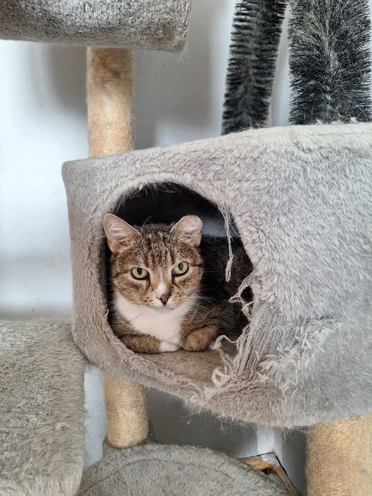 Starsza chora kotka czeka na dom