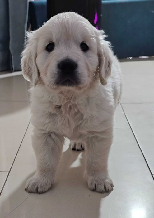 Golden retriever FCI ZKwP piesek po championie, dogoterapia badania