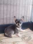 Piesek Chihuahua koloru Tri-blue