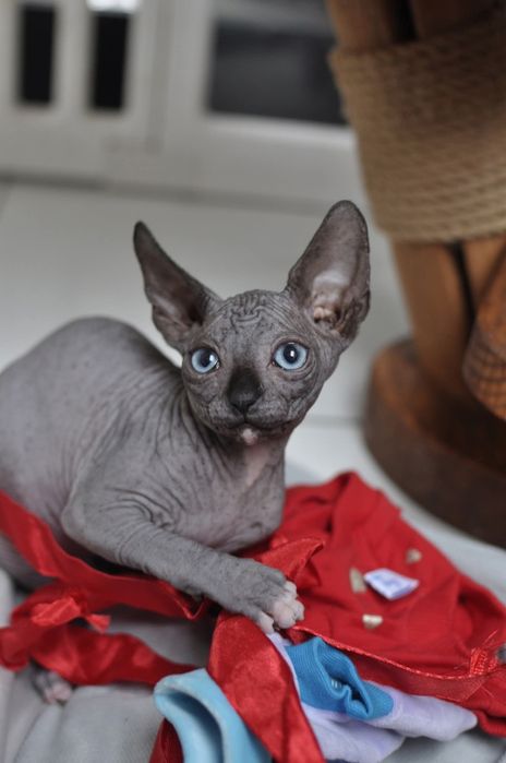 Dziewczynka sfinks nienieskie oko