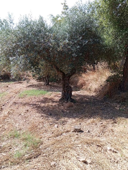 Terreno agrícola em Aldeia do Bispo/Penamacor com 1 hectare.