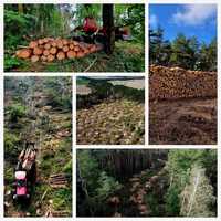 Wycinka drzew, usuwanie samosiejek, korzeni, rekultywacja, biomasa