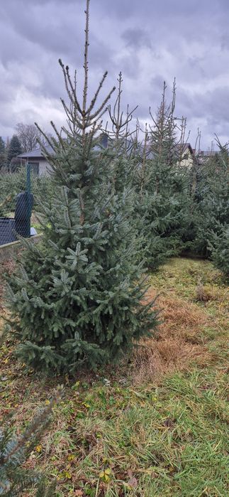 Choinki Ekologiczne (Ścinanie we własnym zakresie)