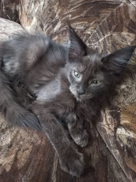 Wesoły kocurek Maine Coon