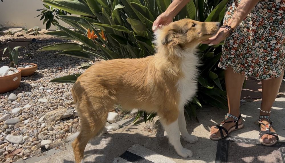 Rough collie macho fulvo testado ADN excelente qualidade