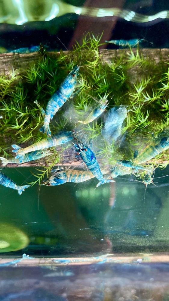 Krewetka Blue Bolt, Nowy Sącz