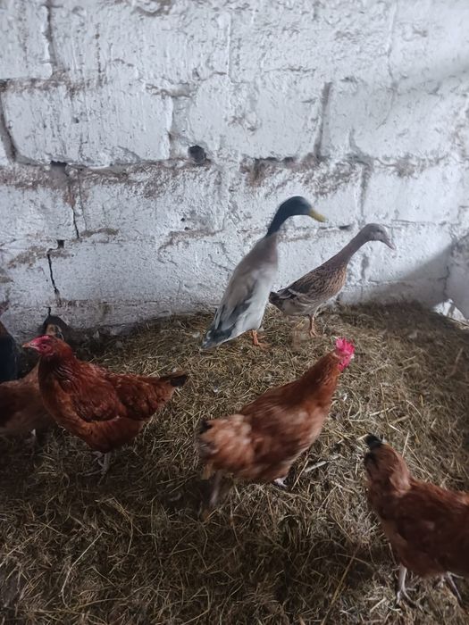 Sprzedam kaczki bieguski