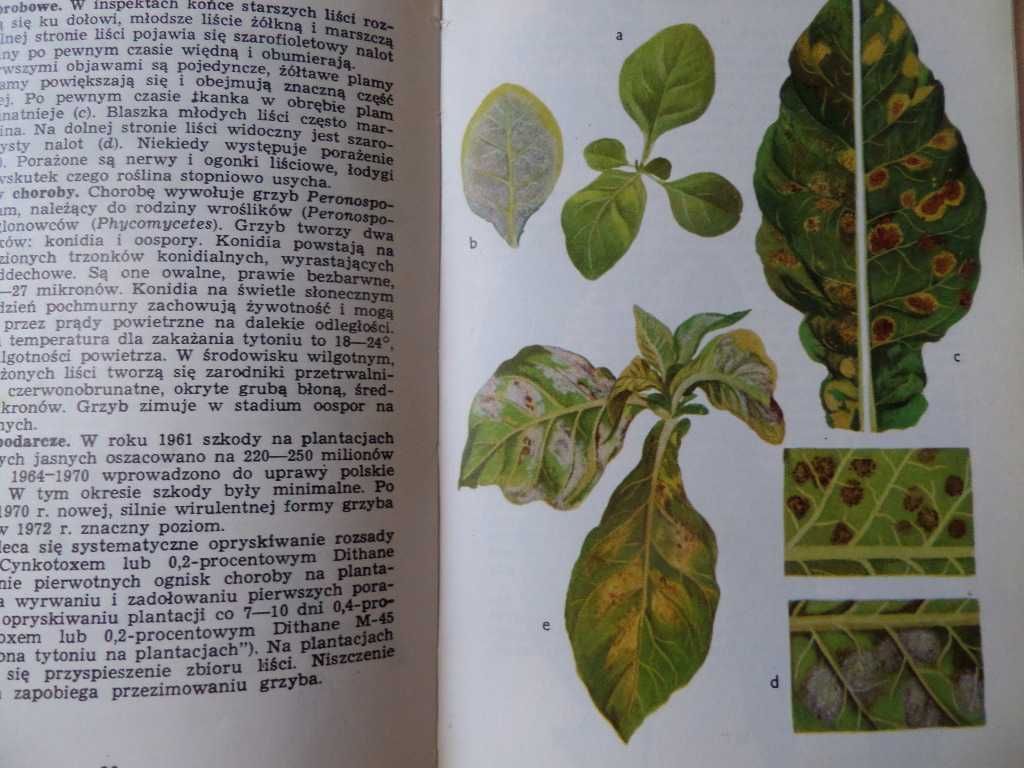 Atlas chorób i szkodników tytoniu F.Jankowski