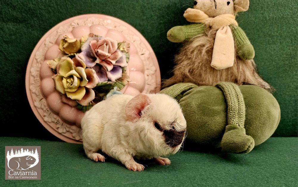 Zarezerwowany TEDDY świnka morska  samiec  Herkules