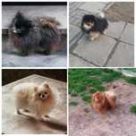 Szpic Miniaturowy / Pomeranian Reproduktor!!!