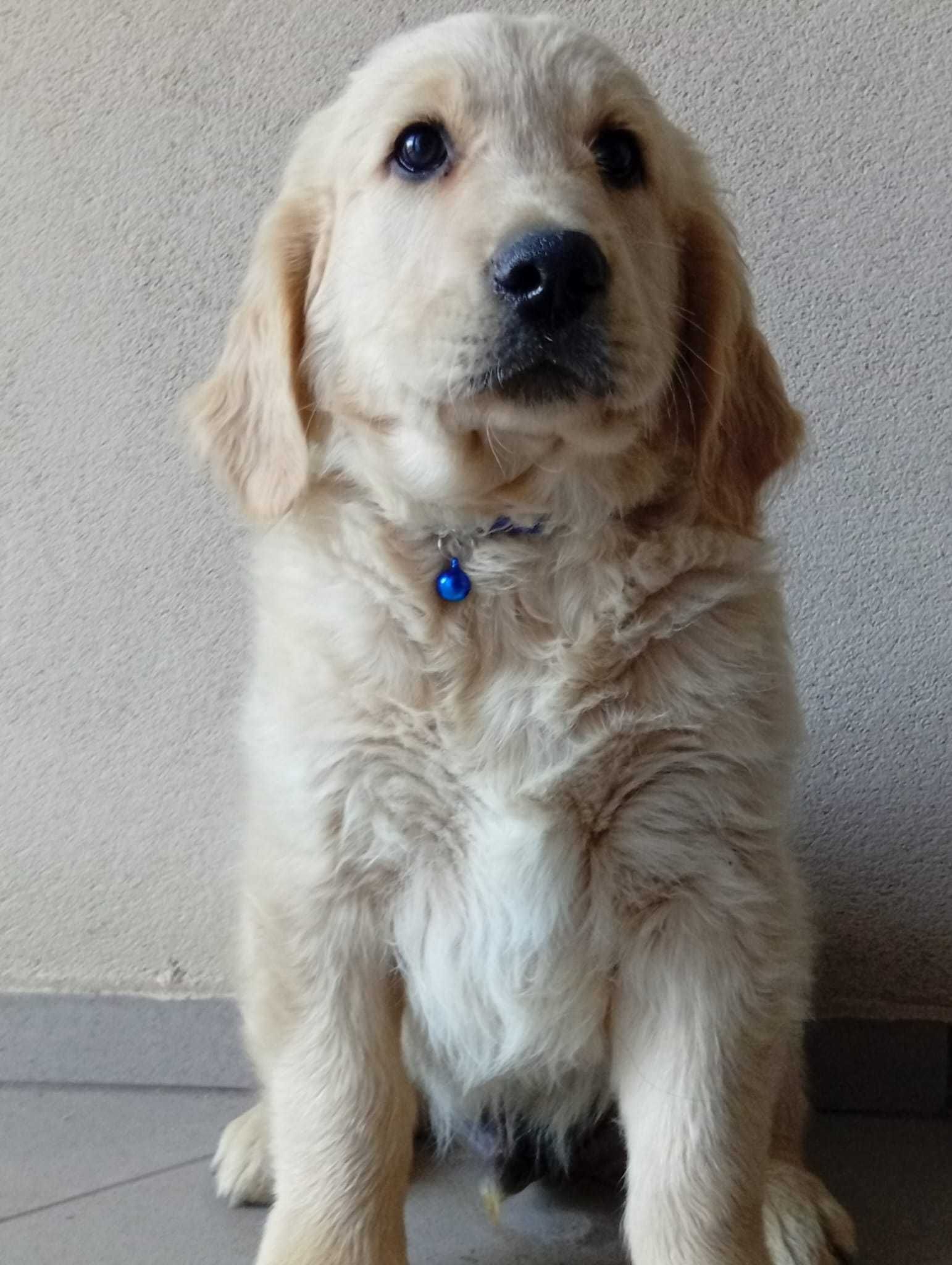 Szczenię golden retriever do odbioru