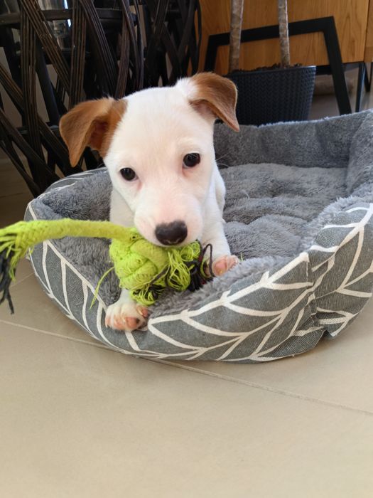 Jack Russell terrier