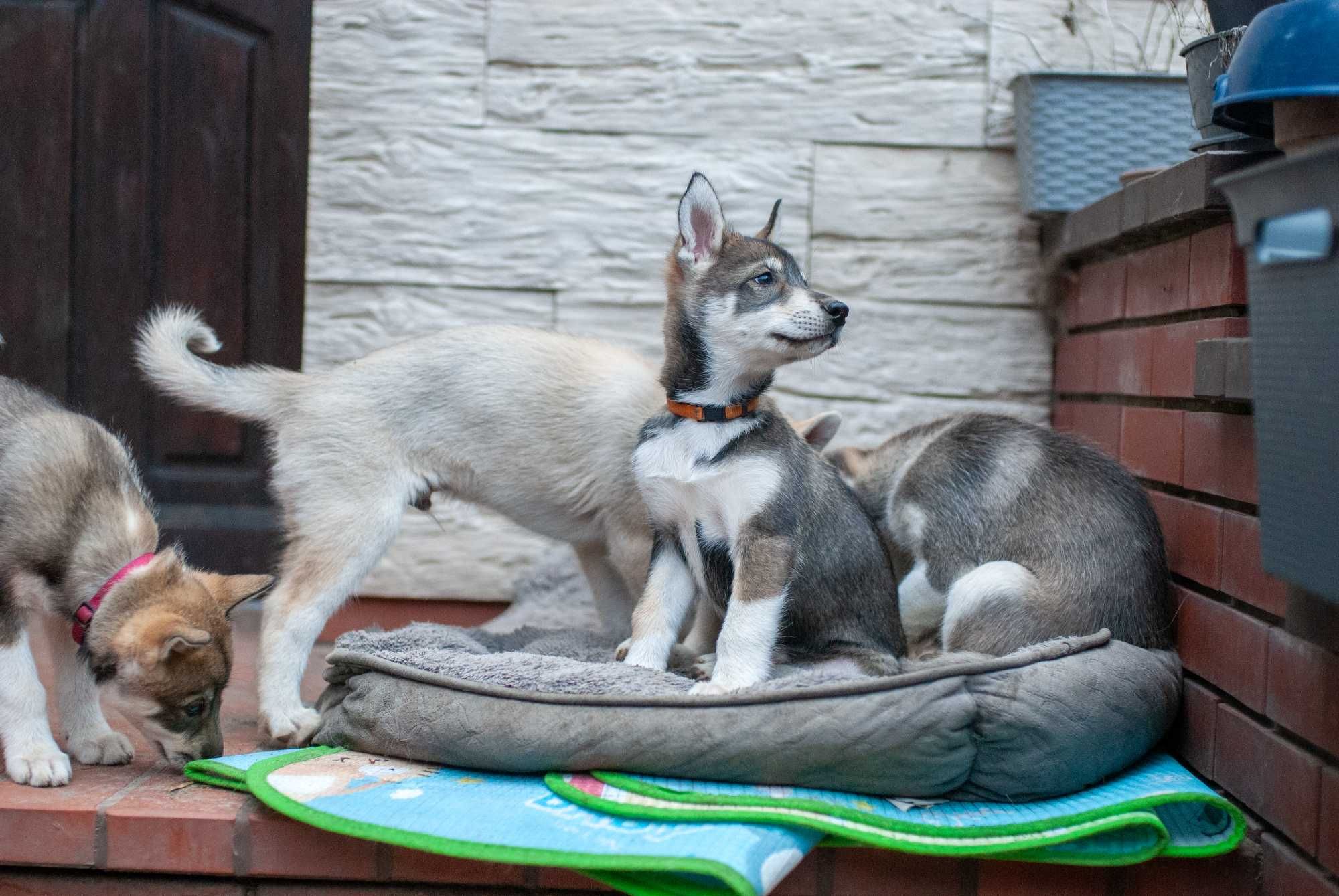 Szczeniak samiec SIBERIAN HUSKY aguti linia użytkowa ZKwP FCI
