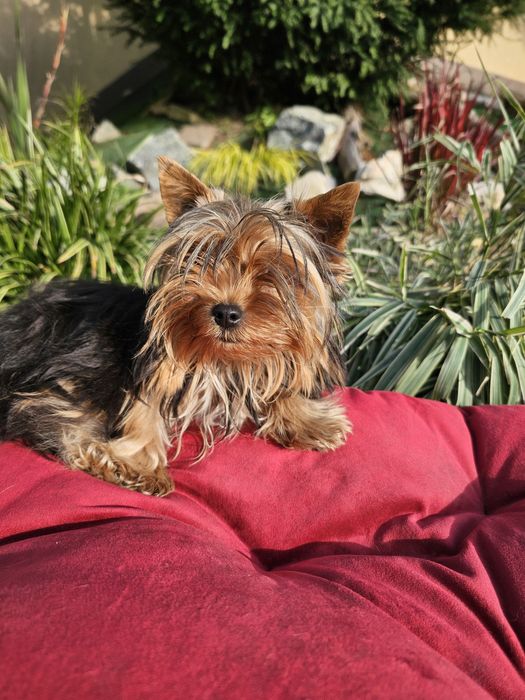 York terrier carier czarny podpalany suczka 7mc waga1250gr