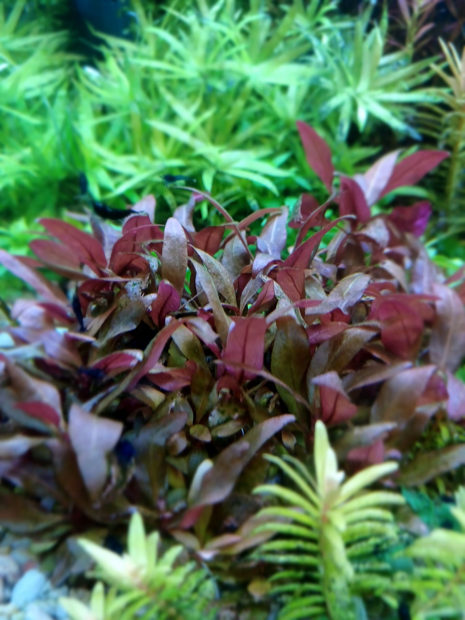 Alternanthera Reineckii Mini roślina akwariowa