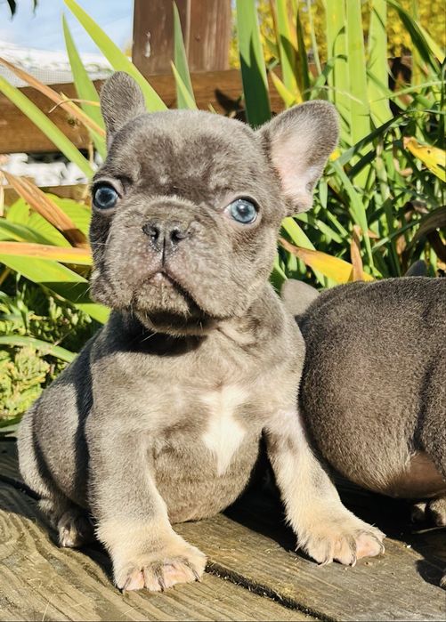 Французський бульдог