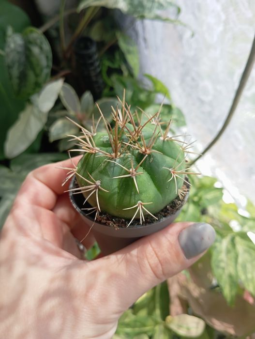 Sukulent Gymnocalycium saglionis