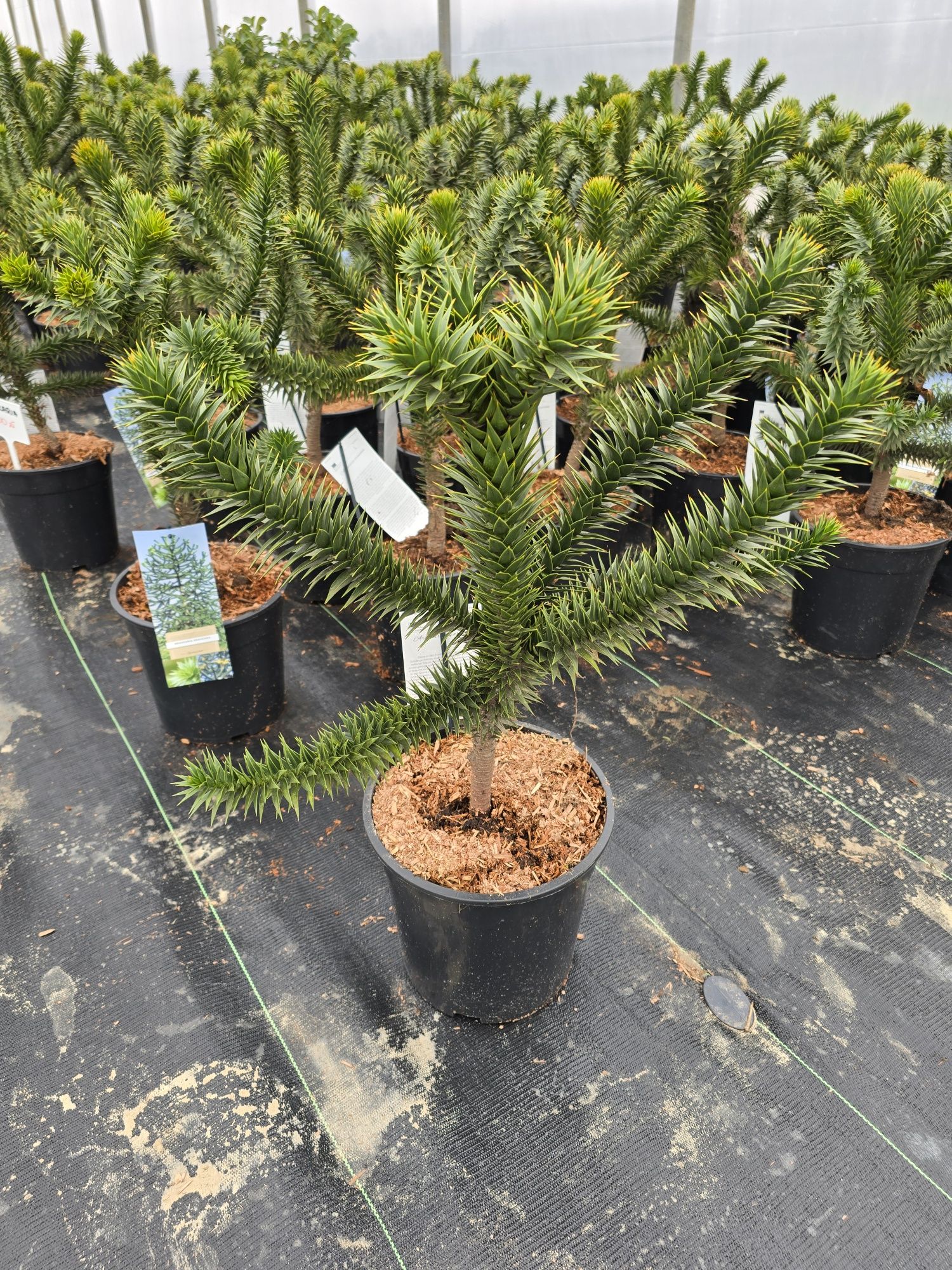 Araucaria araukaria chiijska małpie drzewko