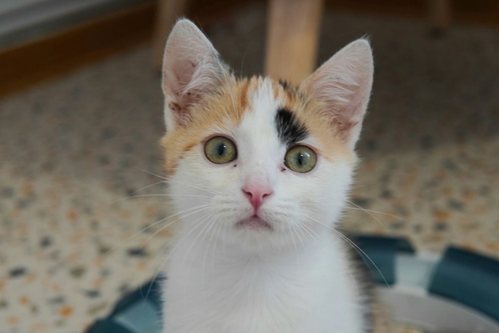 Kajla, urocza kotka do adopcji