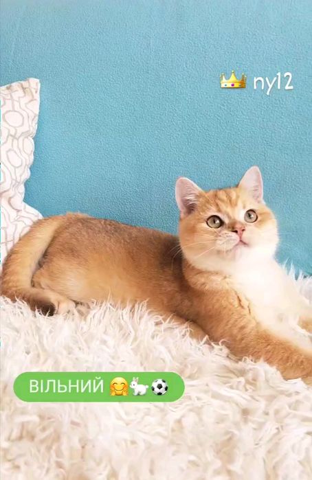 ШИКАРНИЙ КОТИК золота шиншила ny12.