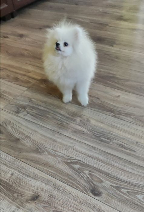 Pomeranian Szpic miniaturowy