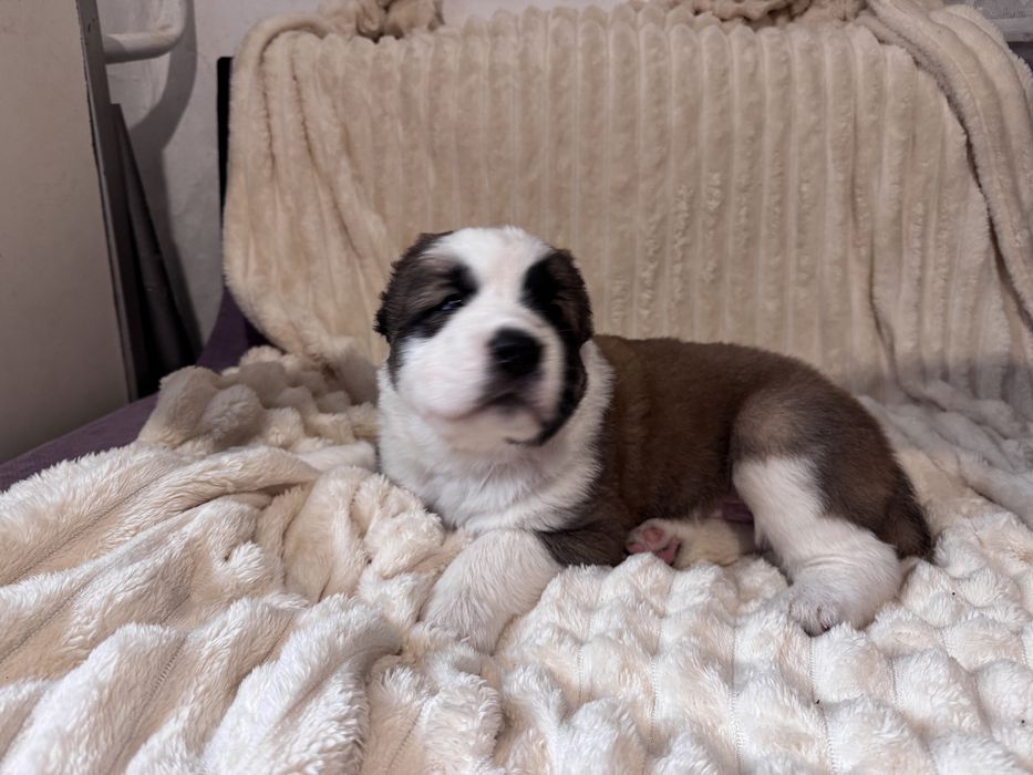 Продам цеценят САО (алабай)