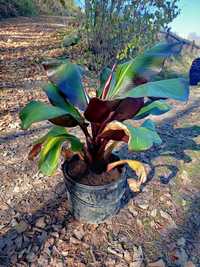 Ensete ventricosum Maurelli bananowiec