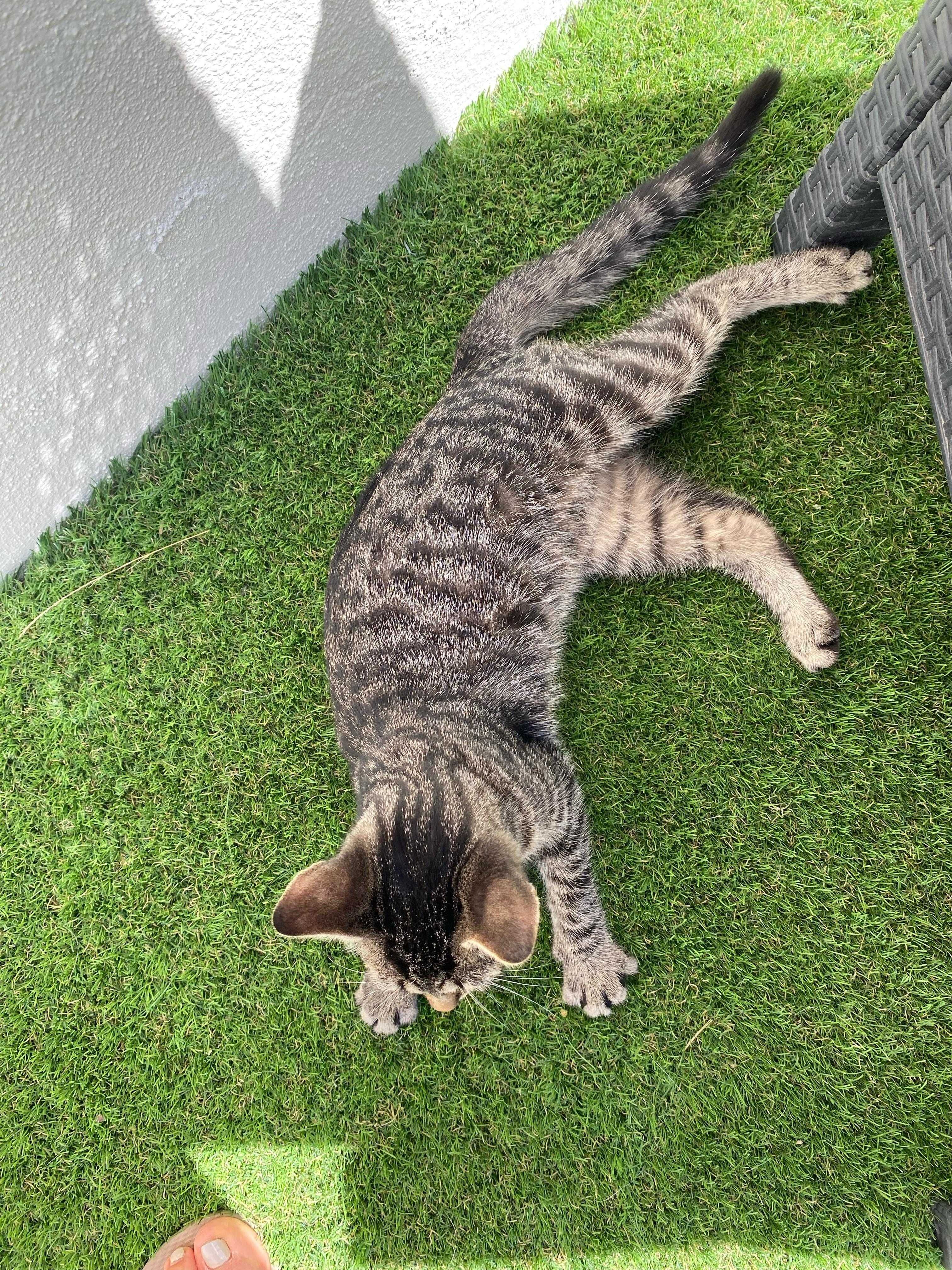 Gatinho bebé para adoção
