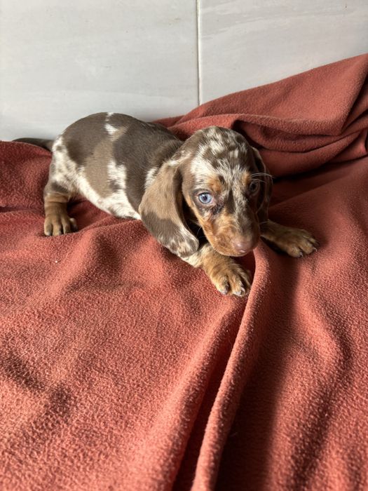 Teckel macho miniatura