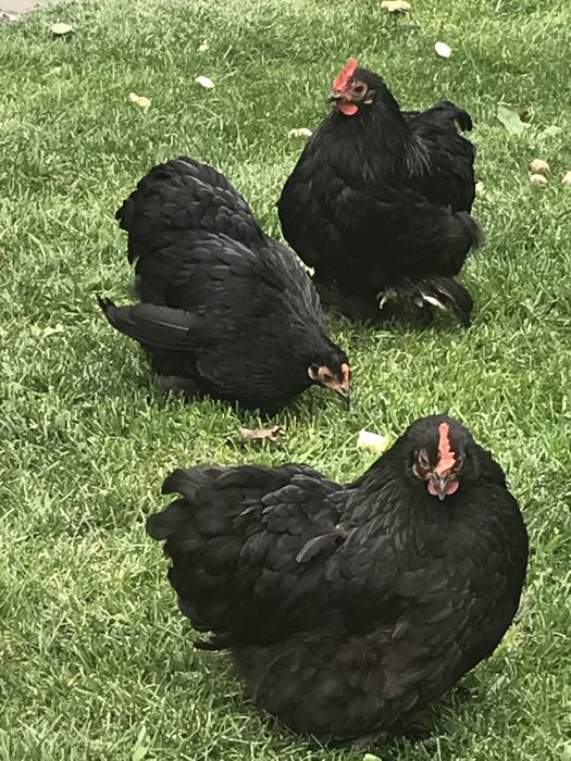 Продаю кури Карликові кокінхіни