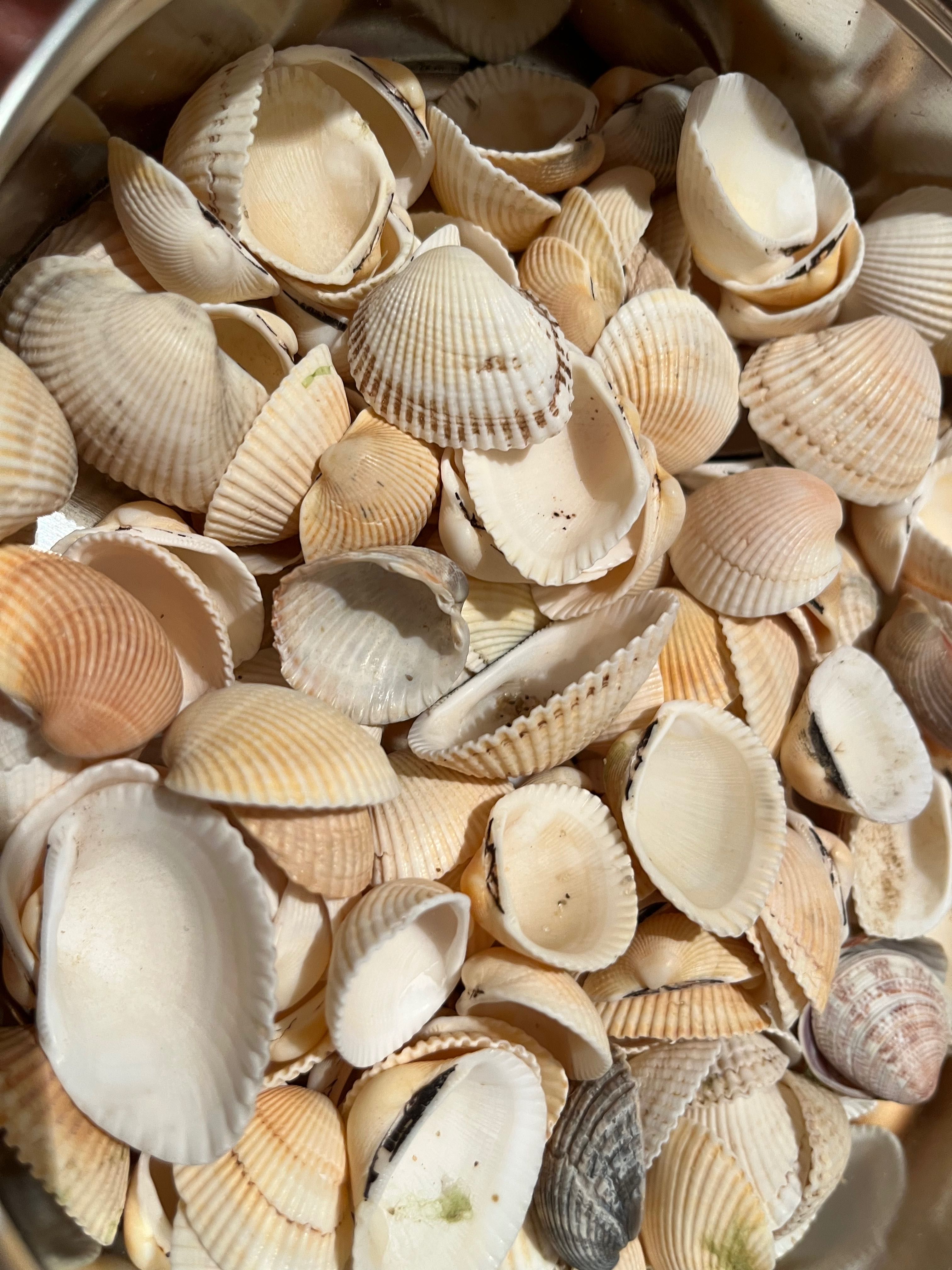 Мушлі морські різні