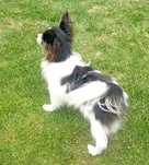 Papillon suczka tricolor ZKwP FCI