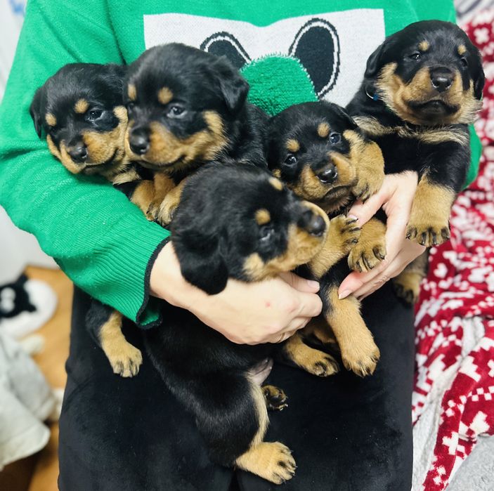 Продам цуценят ротвейлела.