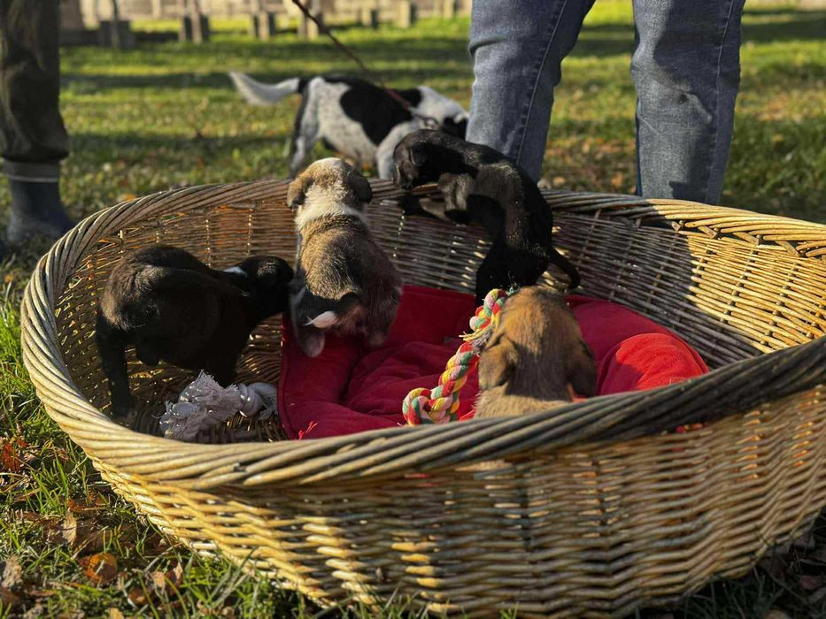 szuka domu schronisko Zgierz -aktualne