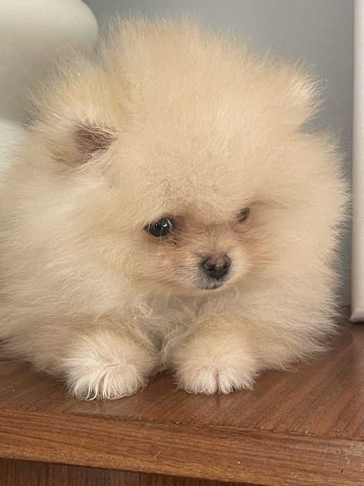 Красуня померанська