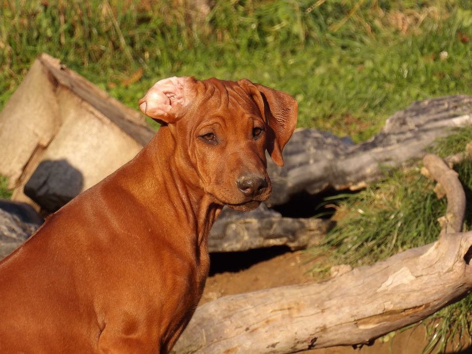 Ostatni szczeniak Rhodesian Ridgeback - Wystawowy - ZKwP + Paszport