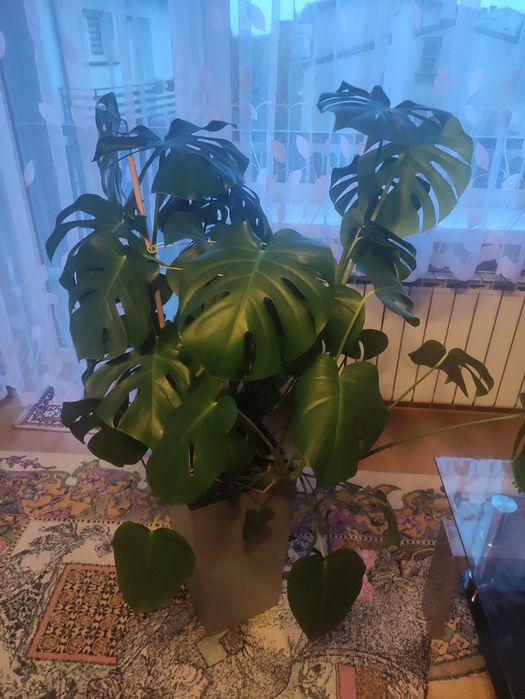Sprzedaż Monstery xxl