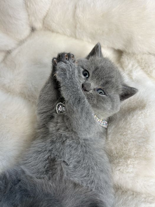 Британська плюшева прямоуха кішечка. Прямоуха кішечка.