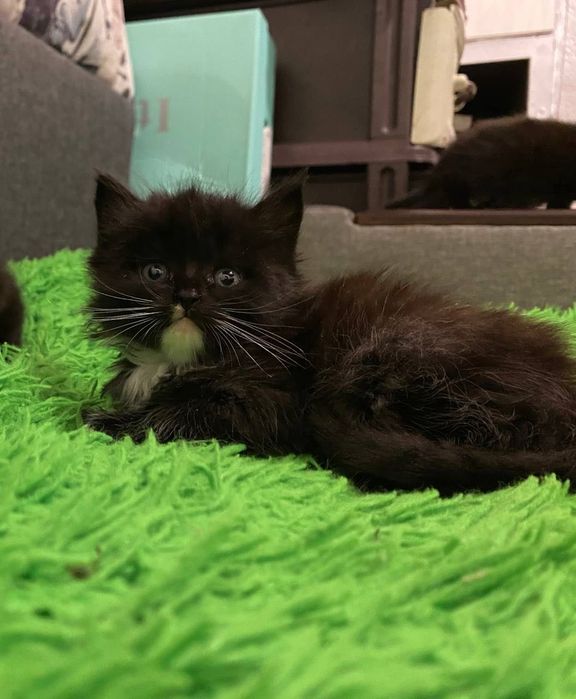 Котеня Коростень