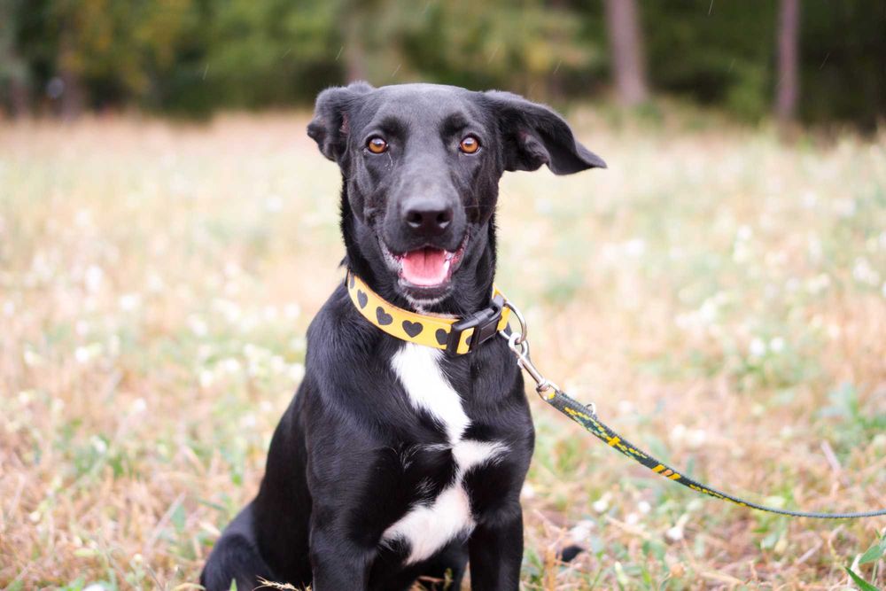 1,5 roczna Kamala szuka domu!