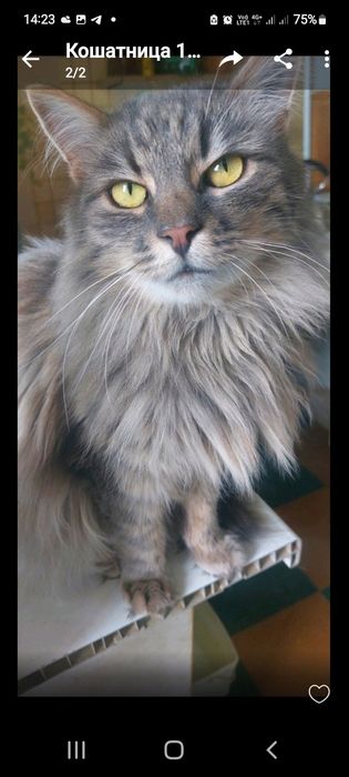 Отдам кота в хорошие руки.