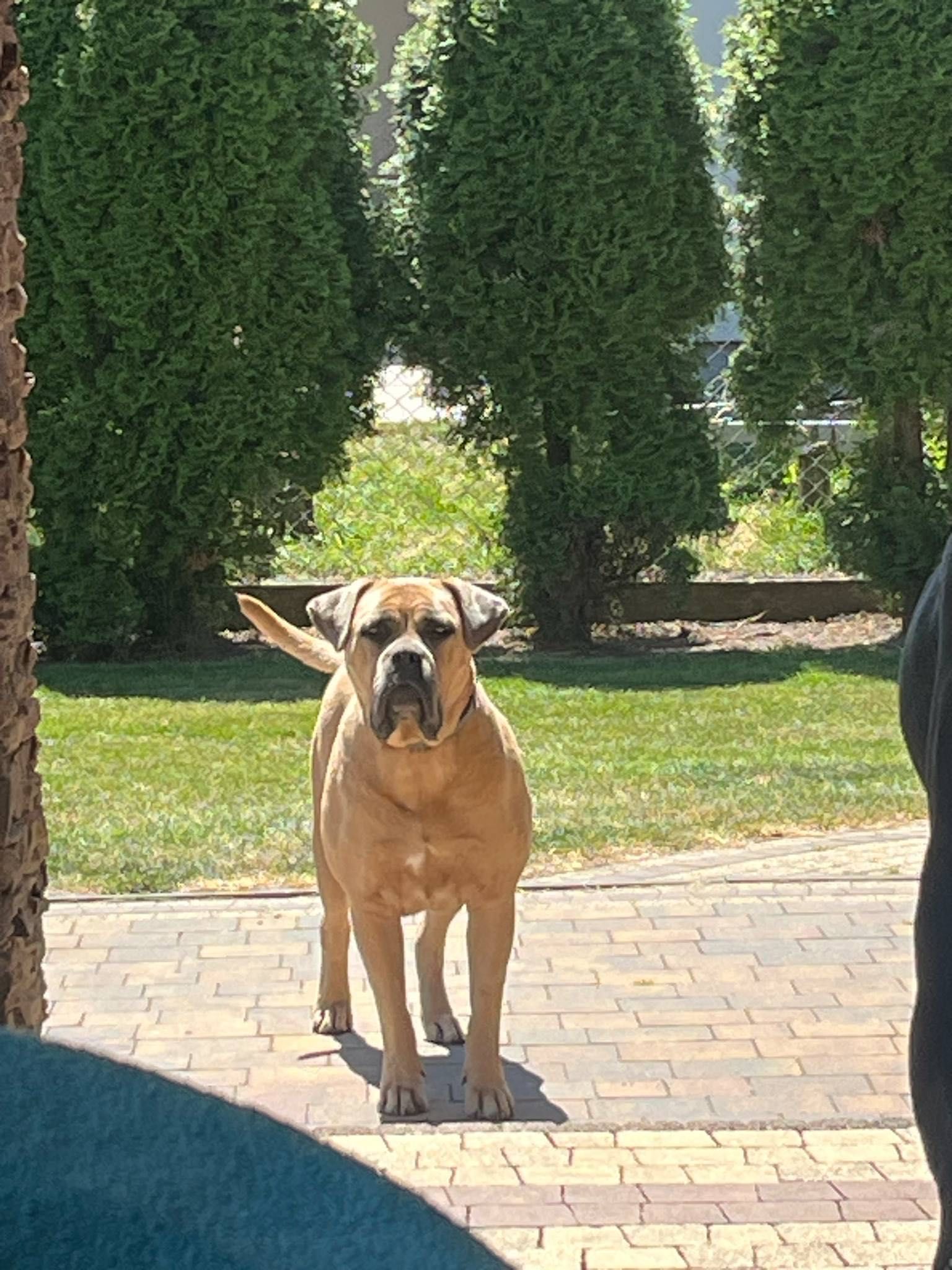 Iria Puma Nero FCI Cane Corso szczenię po GRAND CHAMPIONIE