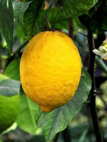 Plantas de Limão Cidrão