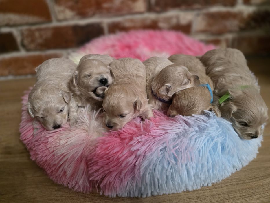 Maltipoo f1 piesek  do rezerwacji!!!