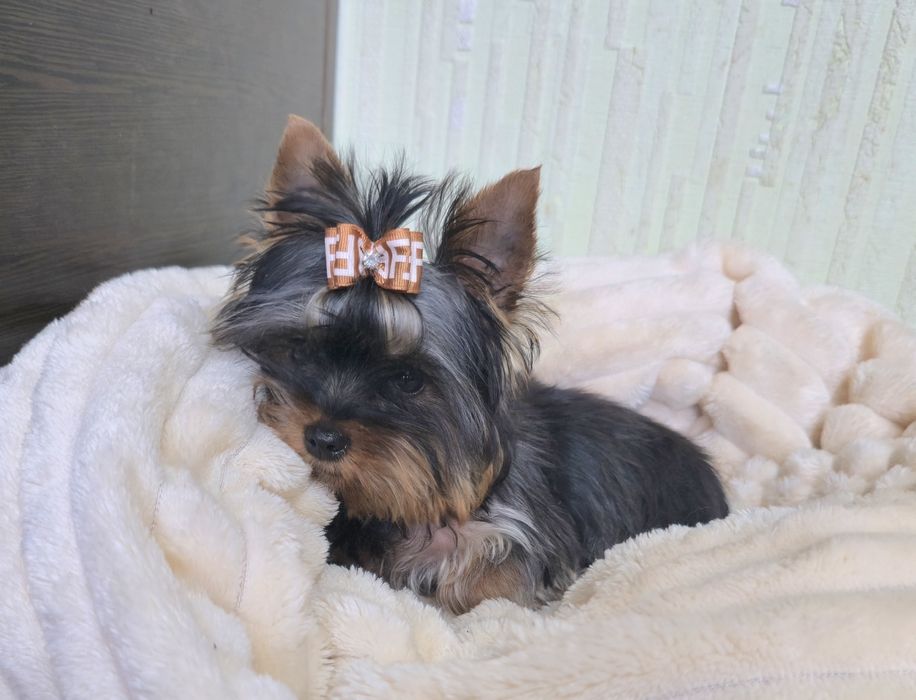 Міні хлопчик підрощений