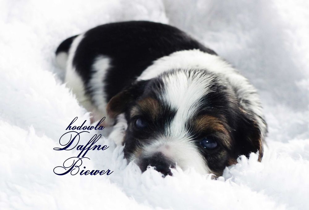 York Biewer Yorkshire Terrier