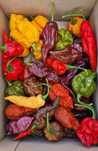 Carolina Reaper, Scorpion, RB003 стиглі плоди суперхот перець